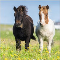 Ravensburger puzzle poneys puzzle enfants 3x49 pièces chevaux-2