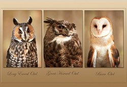 Harlekijn carte postale 3D hibou 11x16 cm - lot de 25 cartes
