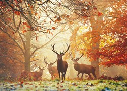 Heye puzzle animaux Cerfs Forêt Magique 1000 pièces carton