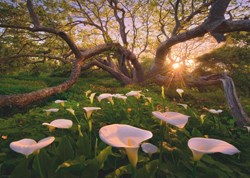 Heye puzzle Magic Forest Calla Clearing - 1000 pièces paysage