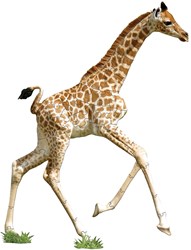 MAD CAPP jouet puzzle - Puzzle animal girafe 48 pièces en carton