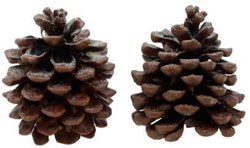 HBX natural living pommes de pin parfumées déco Pine Tree 2 pièces marron