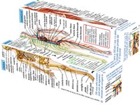 BigJigs Livre-cube du corps humain Italien-3