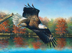 SunsOut puzzle Abraham Hunter - Wetlands Eagle - 1000 pièces