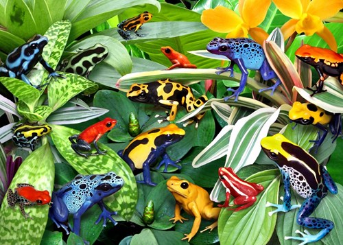 Alipson Puzzle Fun Frogs - 500 Teile