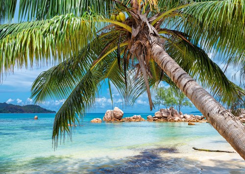 Alipson Puzzle Tropischer Strand - 1000 Teile