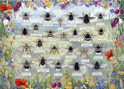 Les abeilles brillantes de Gibson (1 000)