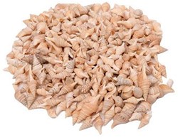 Colorations coquillages jouet Turrid 400g création créative