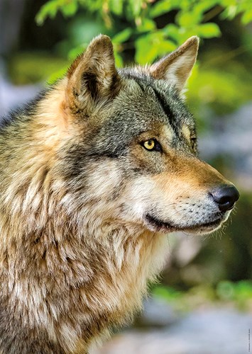 Nathan Europäischer Grauer Wolf - 1000 Teile