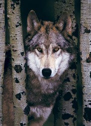 Puzzle Eurographics Loup Gris - 1000 pièces