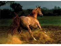 D-Toys puzzle chevaux - 1000 pièces - puzzle adultes