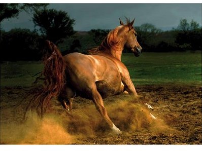 D-Toys puzzle chevaux - 1000 pièces - puzzle adultes