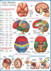 Eurographics puzzle cerveau - puzzle éducatif 1000 pièces
