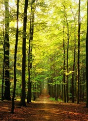 Puzzle Eurographics Chemin de la forêt - 1000 pièces