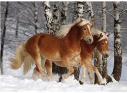 D-Toys puzzle chevaux Halflinger III 239 pièces jeu de puzzle