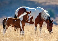 Nathan puzzle puzzle Mare and Her Foal - 1500 pièces chevaux