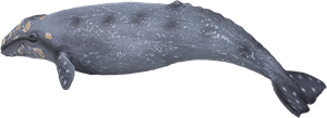 Créatures marines