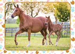 Nathan puzzle chevaux maman et poulain - 60 pièces jouet éducatif