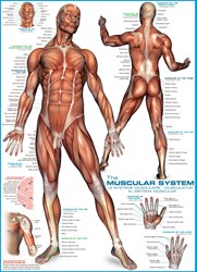 Eurographics puzzle anatomie système musculaire - 1000 pièces éducatif