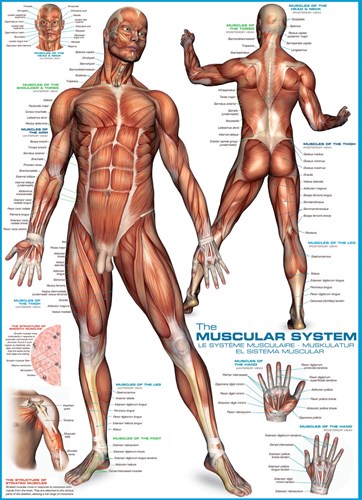 Eurographics puzzle anatomie système musculaire - 1000 pièces éducatif