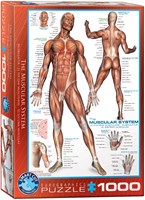 Eurographics puzzle anatomie système musculaire - 1000 pièces éducatif-2