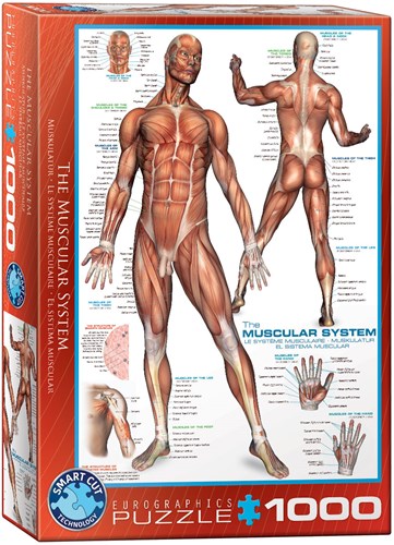 Eurographics puzzle anatomie système musculaire - 1000 pièces éducatif-2