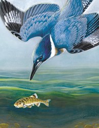 New York Puzzle Company puzzle Belted Kingfisher 100 pièces carton enfants