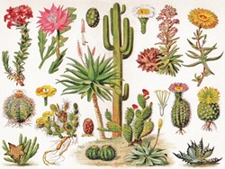 New York Puzzle Company puzzle cactus illustration vintage 1000 pièces