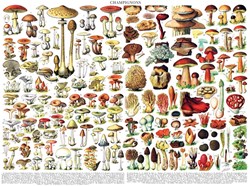 New York Puzzle Company puzzle champignons 1000 pièces vintage plantes