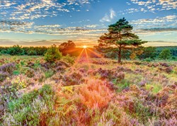 Schmidt puzzle Coucher de soleil sur la lande - puzzle 1000 pièces