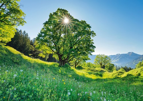 Schmidt Spiele Bergahorn in der Sonne - St. Gallen, Schweiz - 1000 Teile