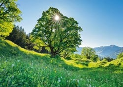 Schmidt Bergahorn in der Sonne - St. Gallen, Schweiz - 1000 Teile