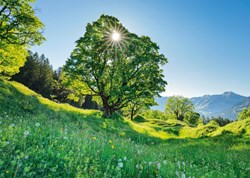 Schmidt puzzle Érable Sycomore soleil St. Gallen Suisse 1000 pièces