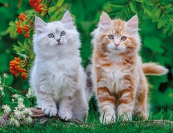 Nathan puzzle Chatons Sibériens 2000 pièces puzzle adultes
