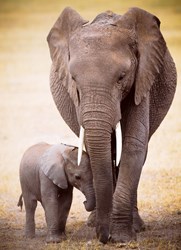 Eurographics puzzle animaux - Maman éléphant avec son petit - 1000 pièces