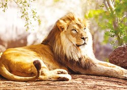 Nathan puzzle King of the Savannah 1500 pièces adultes