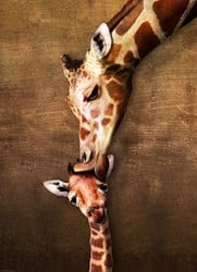 Eurographics Casse-tête Girafe Baiser de la Mère - 1000 pièces