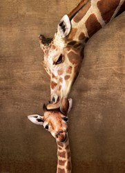 Eurographics puzzle animaux Girafe mère et bébé - 1000 pièces carton
