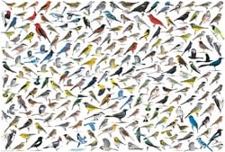 Eurographics Le Monde des Oiseaux (2000)