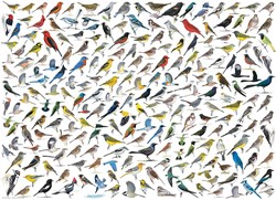 Eurographics Le monde des oiseaux (1000)