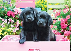 Eurographics XXL Teile - Black Labs in Pink Box - 500 Teile