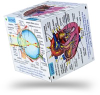 BigJigs Livre-cube du corps humain Italien